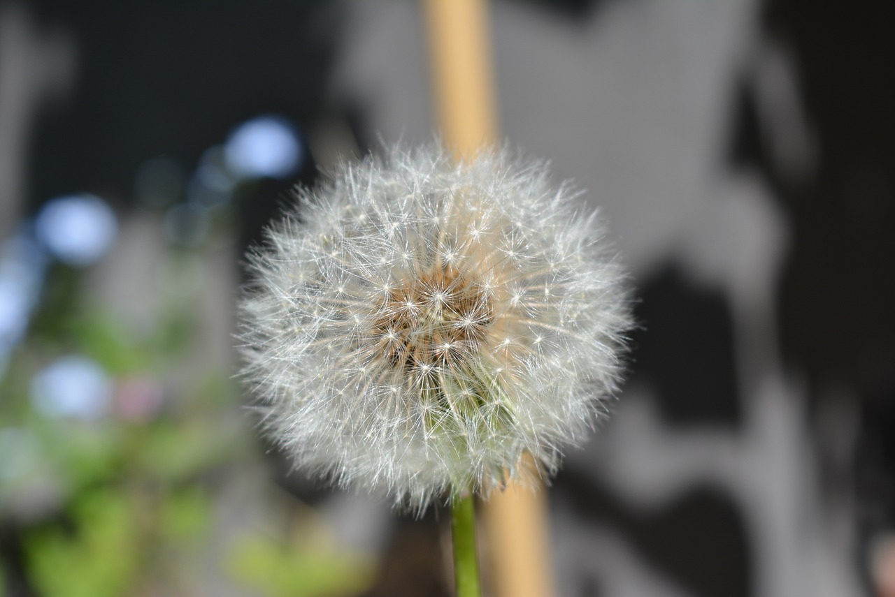 dandelion dandelion seeds nature free photo