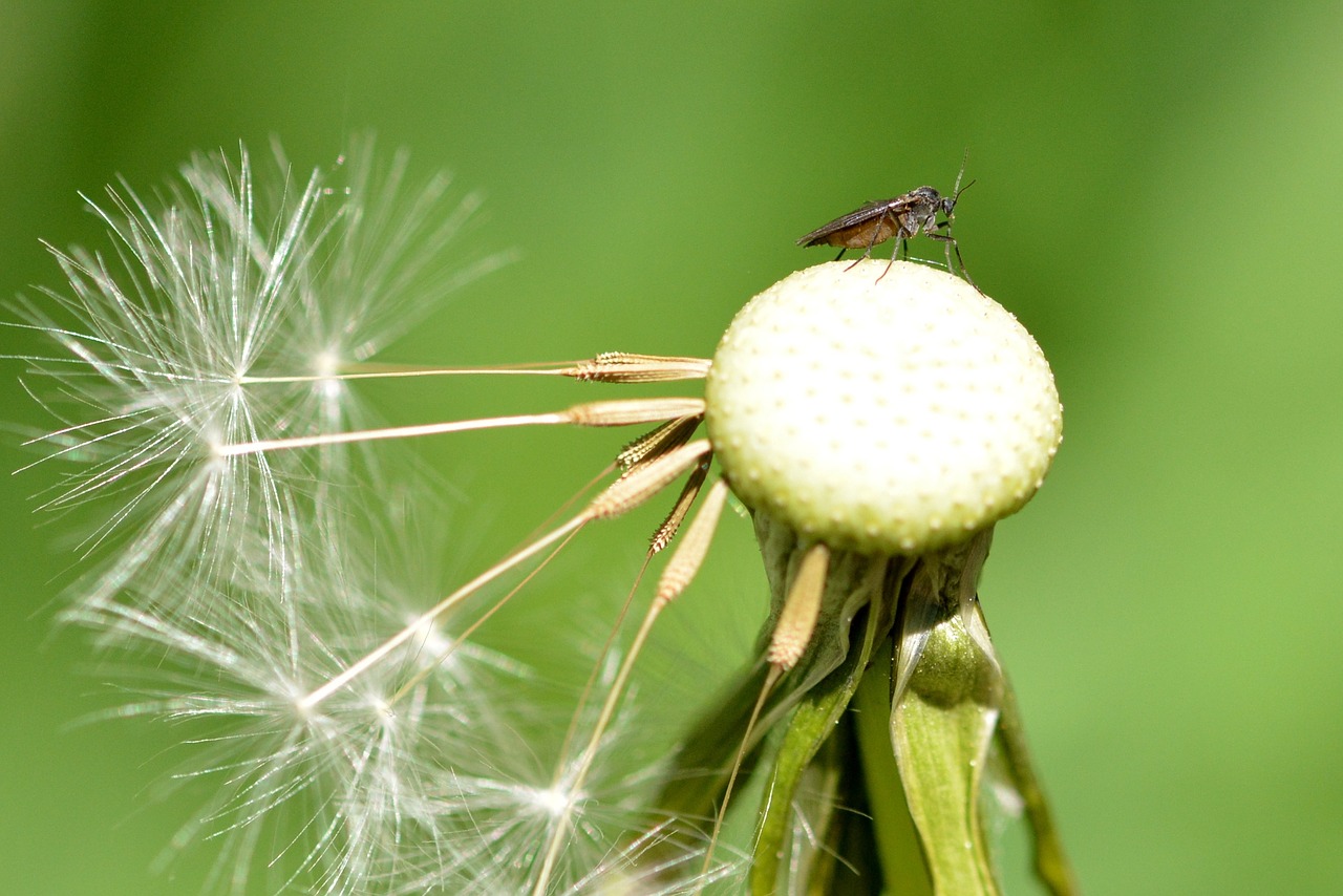 dandelion insect close free photo