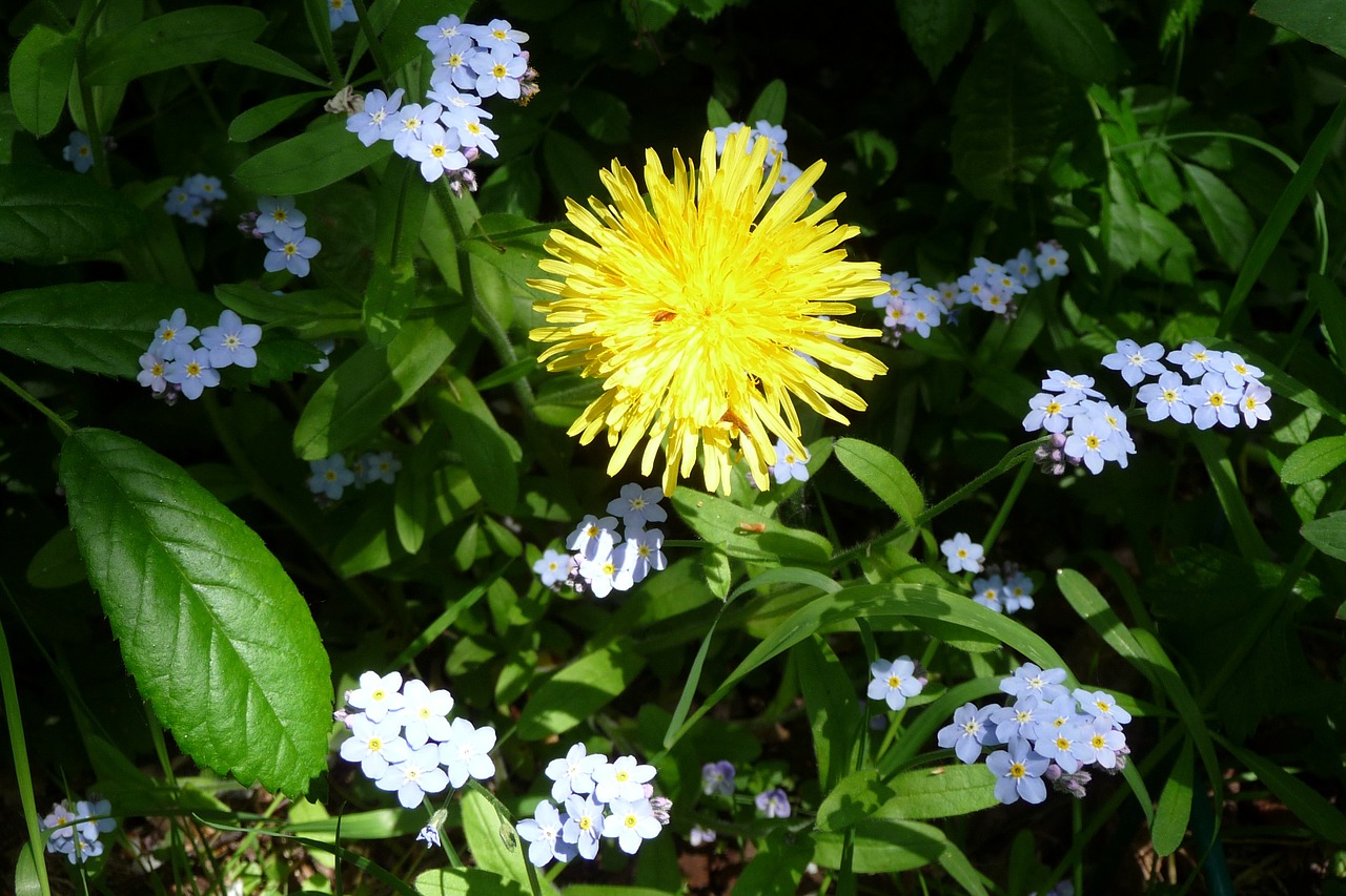 dandelion forget me not yellow free photo