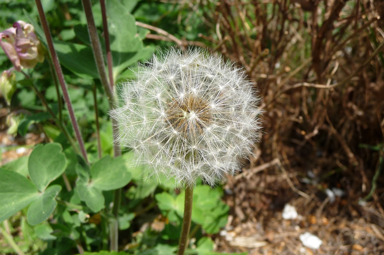 dandelion pointed flower close free photo