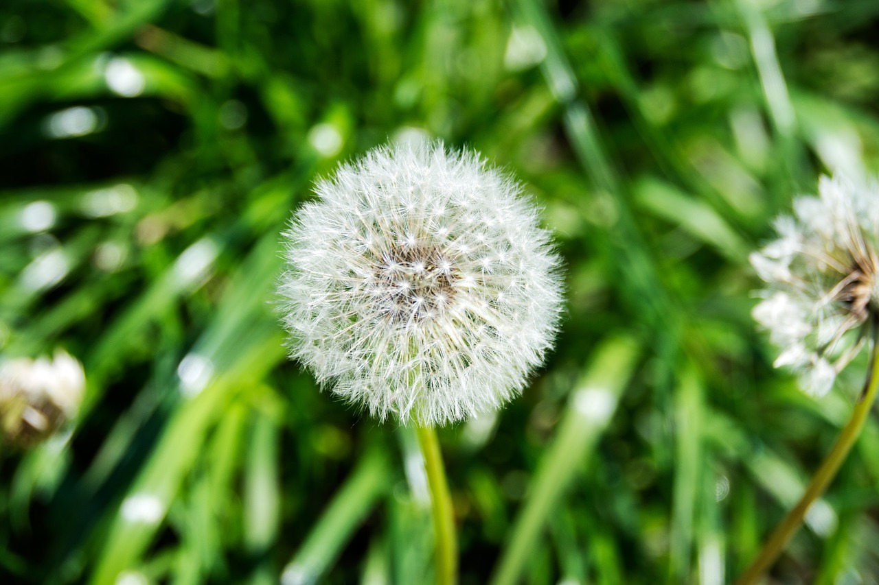 dandelion nature pointed flower free photo