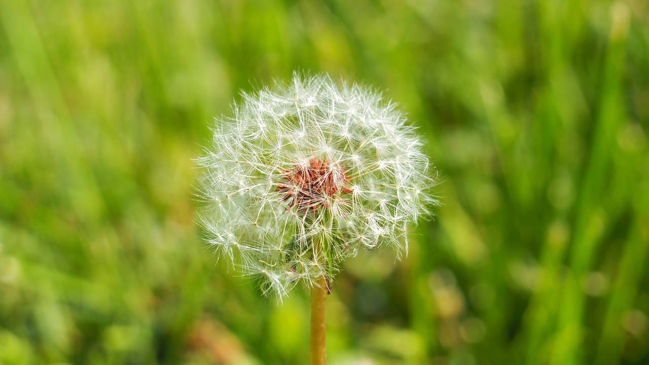 dandelion plant nature free photo