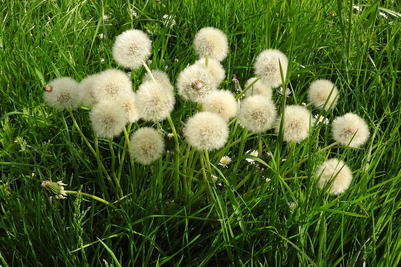 dandelion meadow pointed flower free photo
