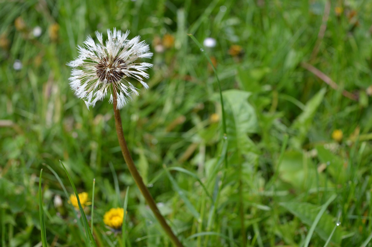 dandelion grass nature free photo