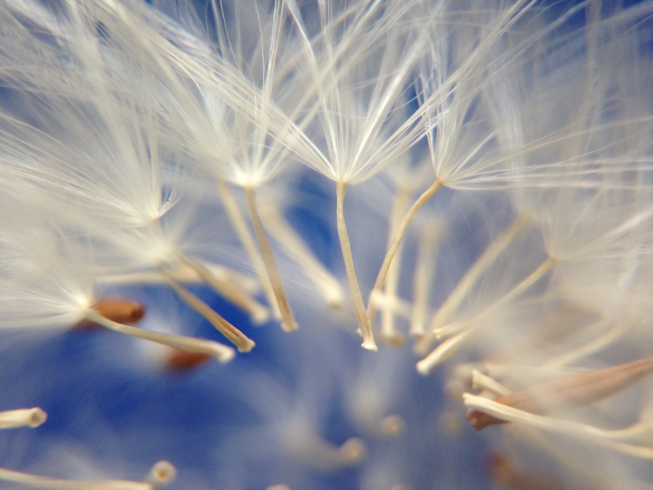 dandelion flower light free photo