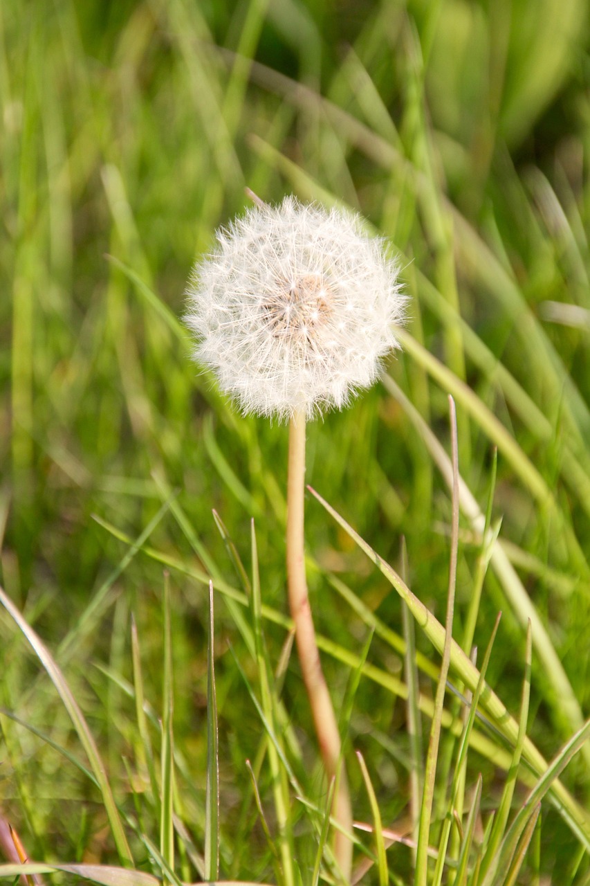 dandelion spring nature free photo