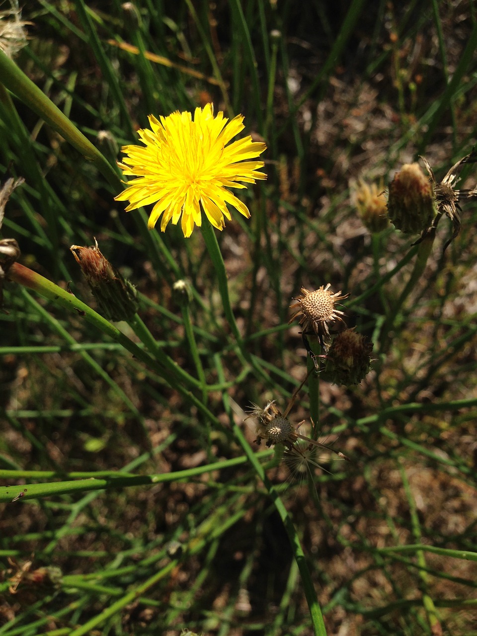 dandelion yellow flower free photo