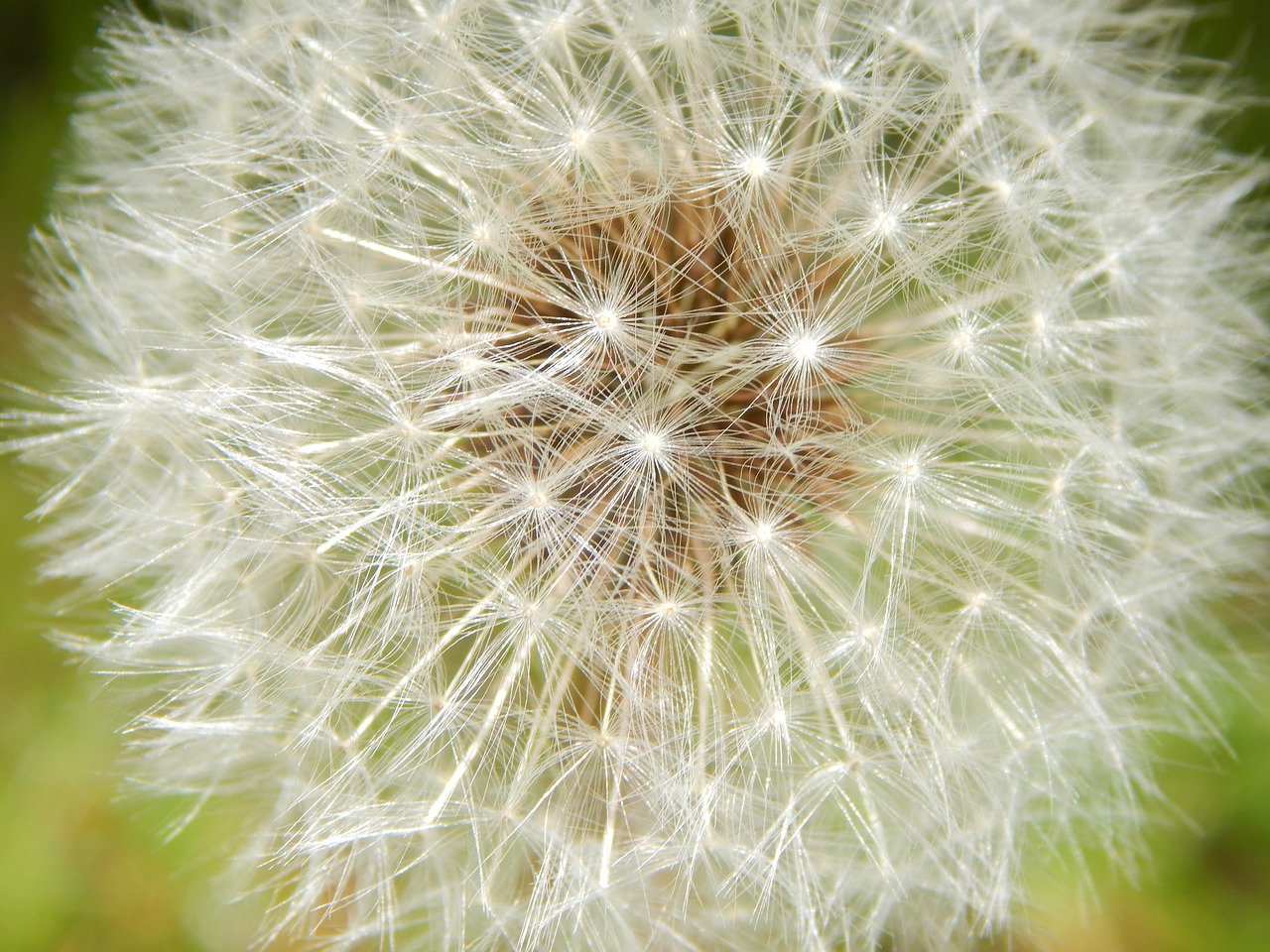 dandelion spring pointed flower free photo