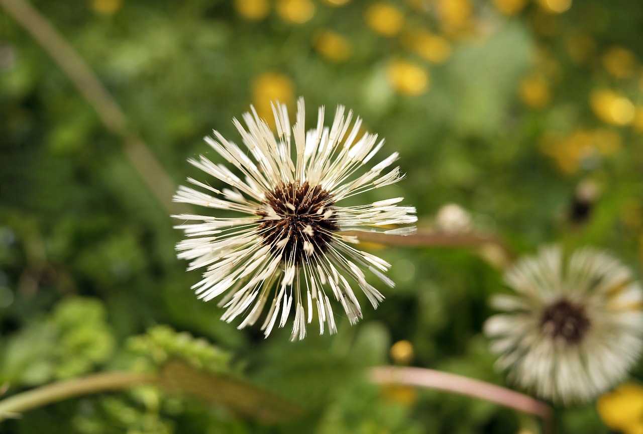 dandelion flower wet free photo