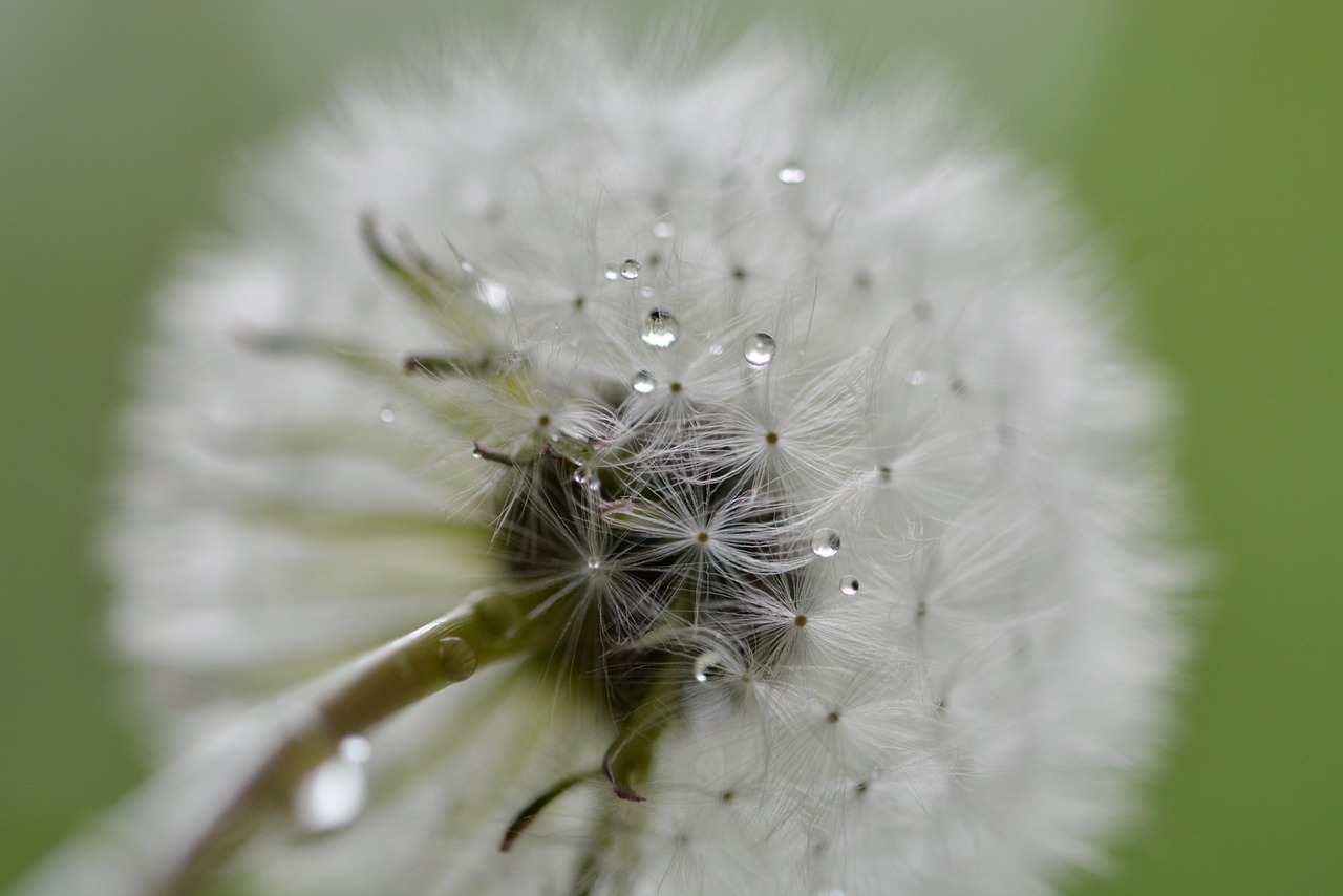 dandelion drip wet free photo