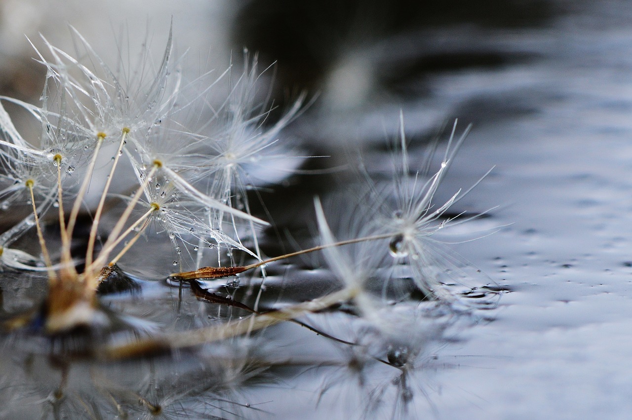 dandelion plant mirroring free photo