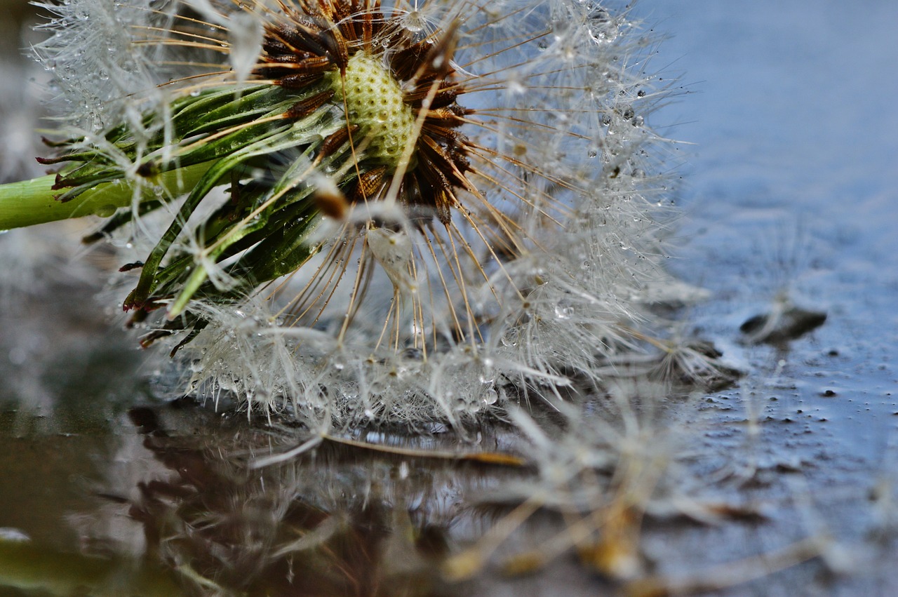 dandelion plant mirroring free photo