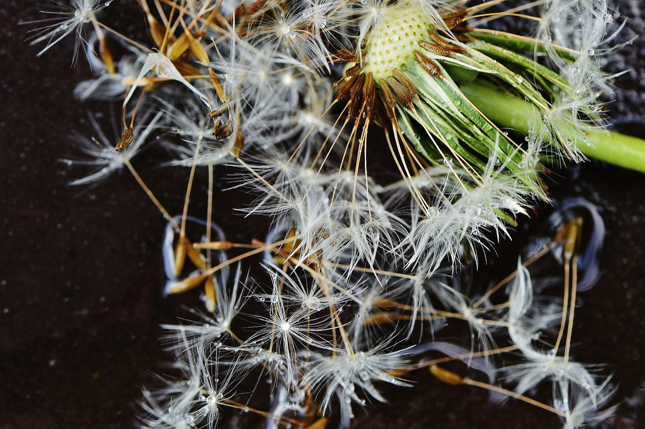 dandelion plant rain free photo