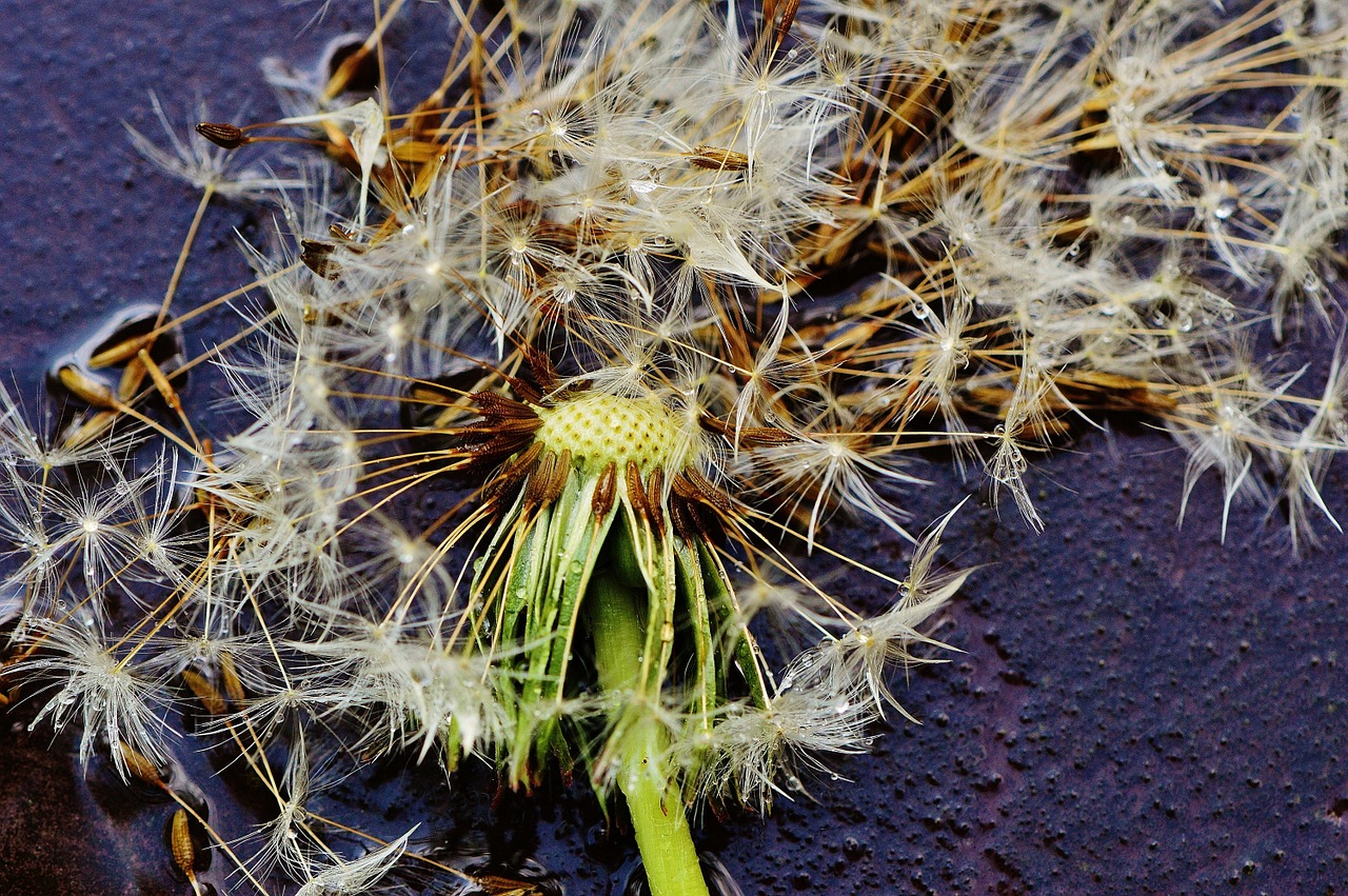dandelion plant rain free photo