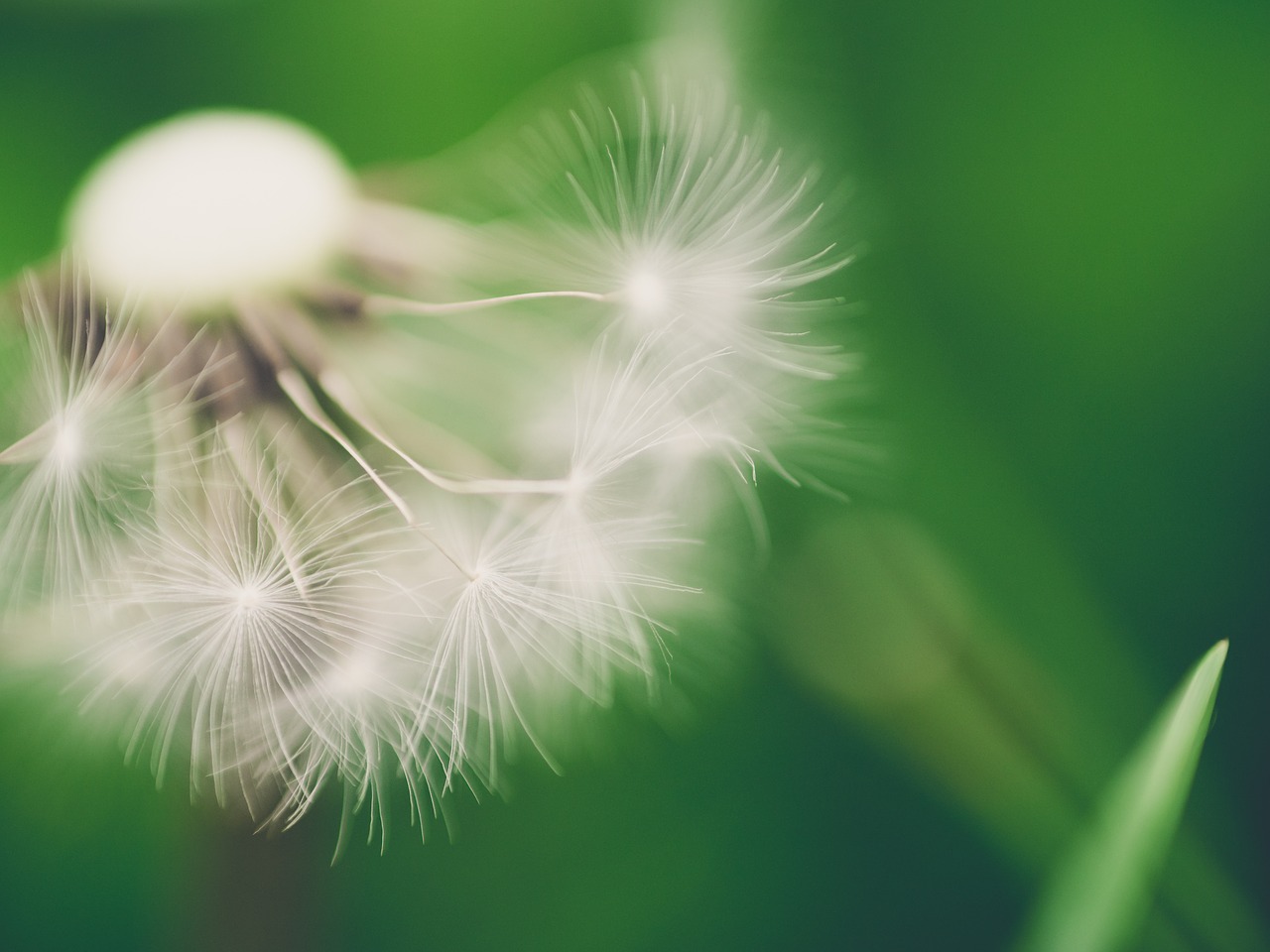 dandelion macro spring free photo