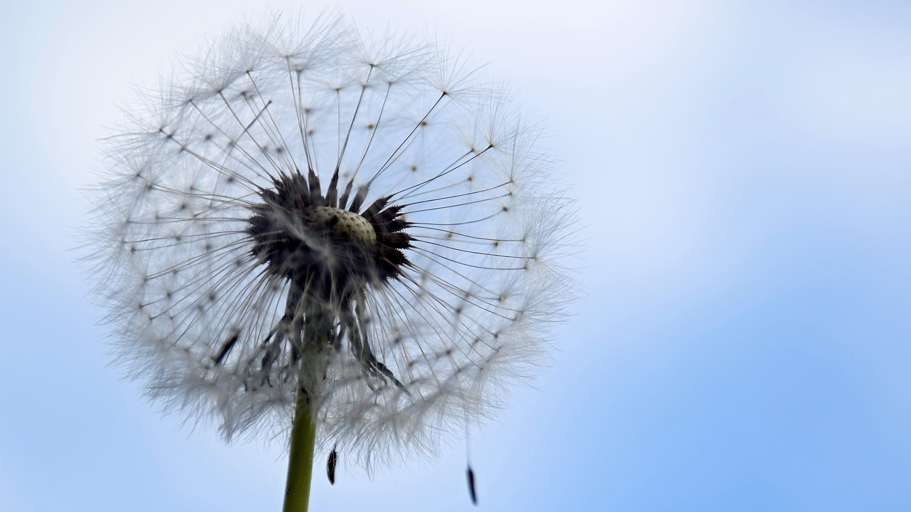 dandelion spring nature free photo