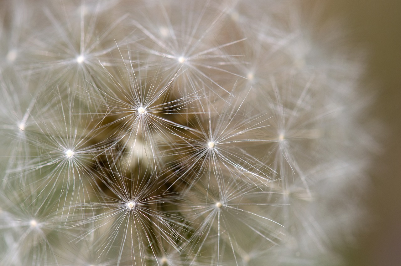 dandelion plants close-up free photo