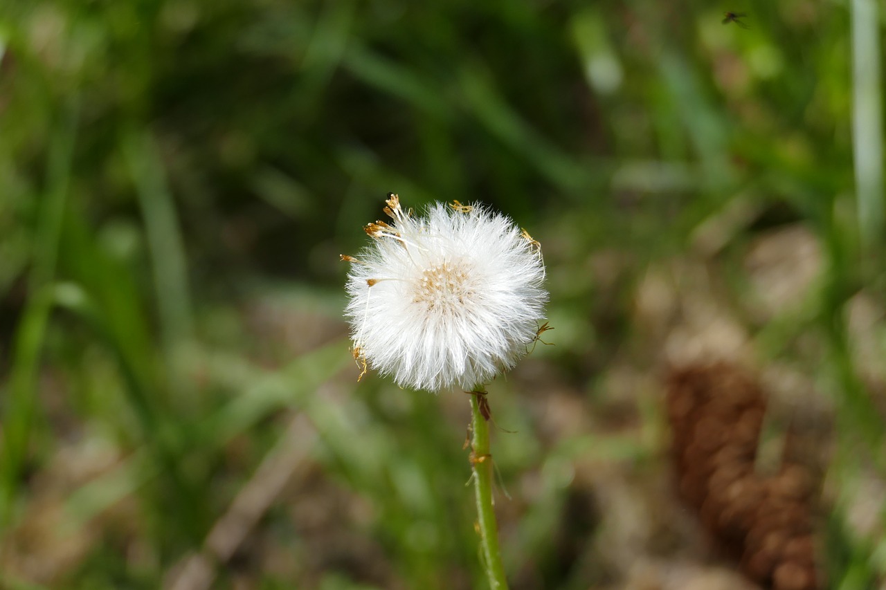 dandelion macro nature free photo