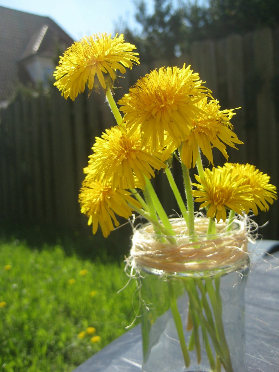 dandelion nature flower free photo