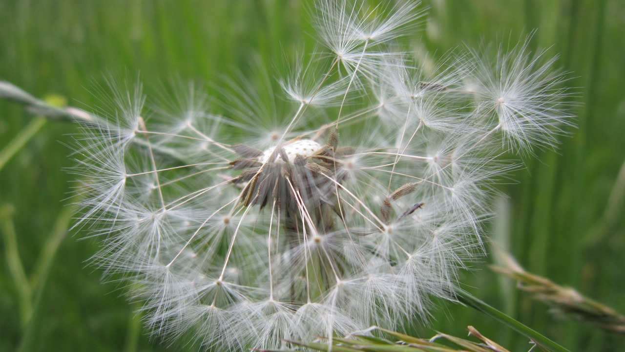 dandelion pointed flower meadow free photo