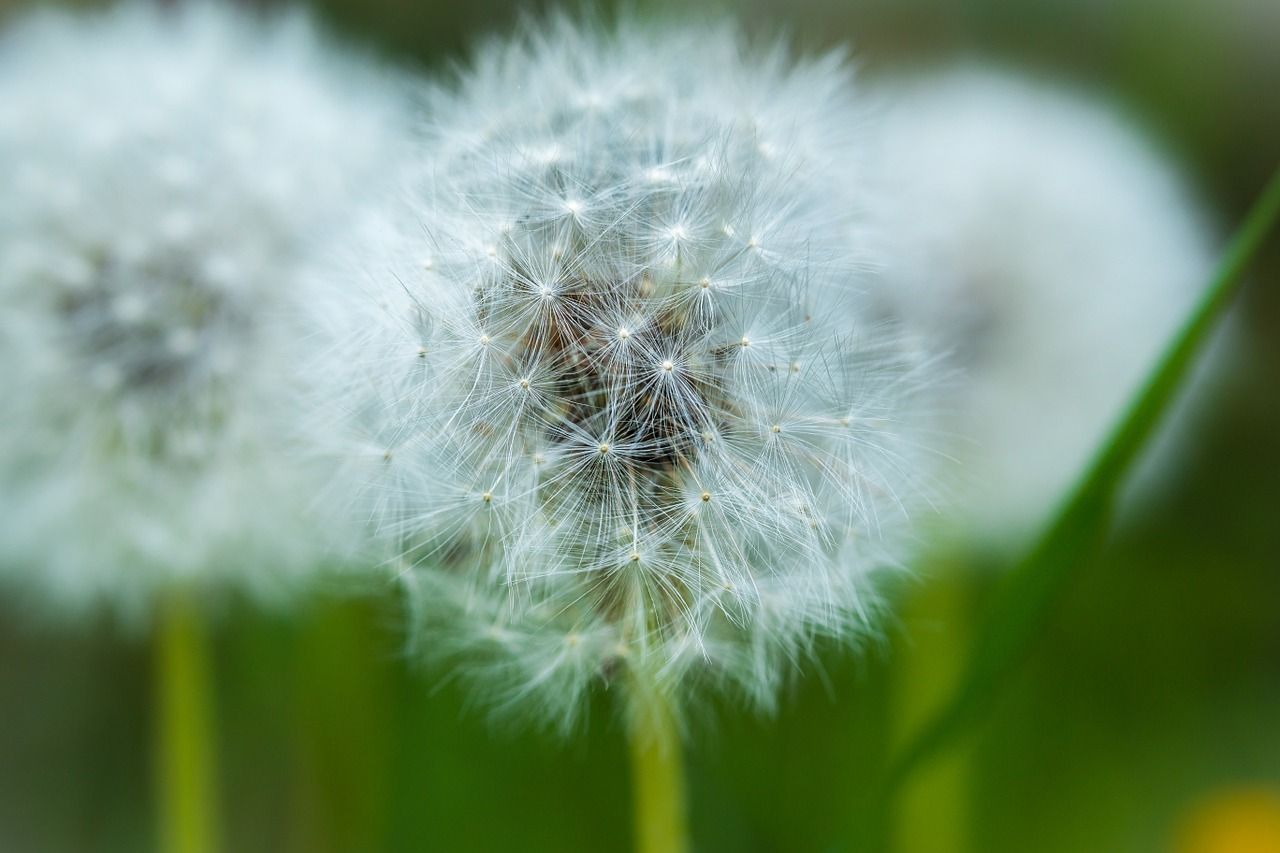 dandelion spring yellow flower free photo