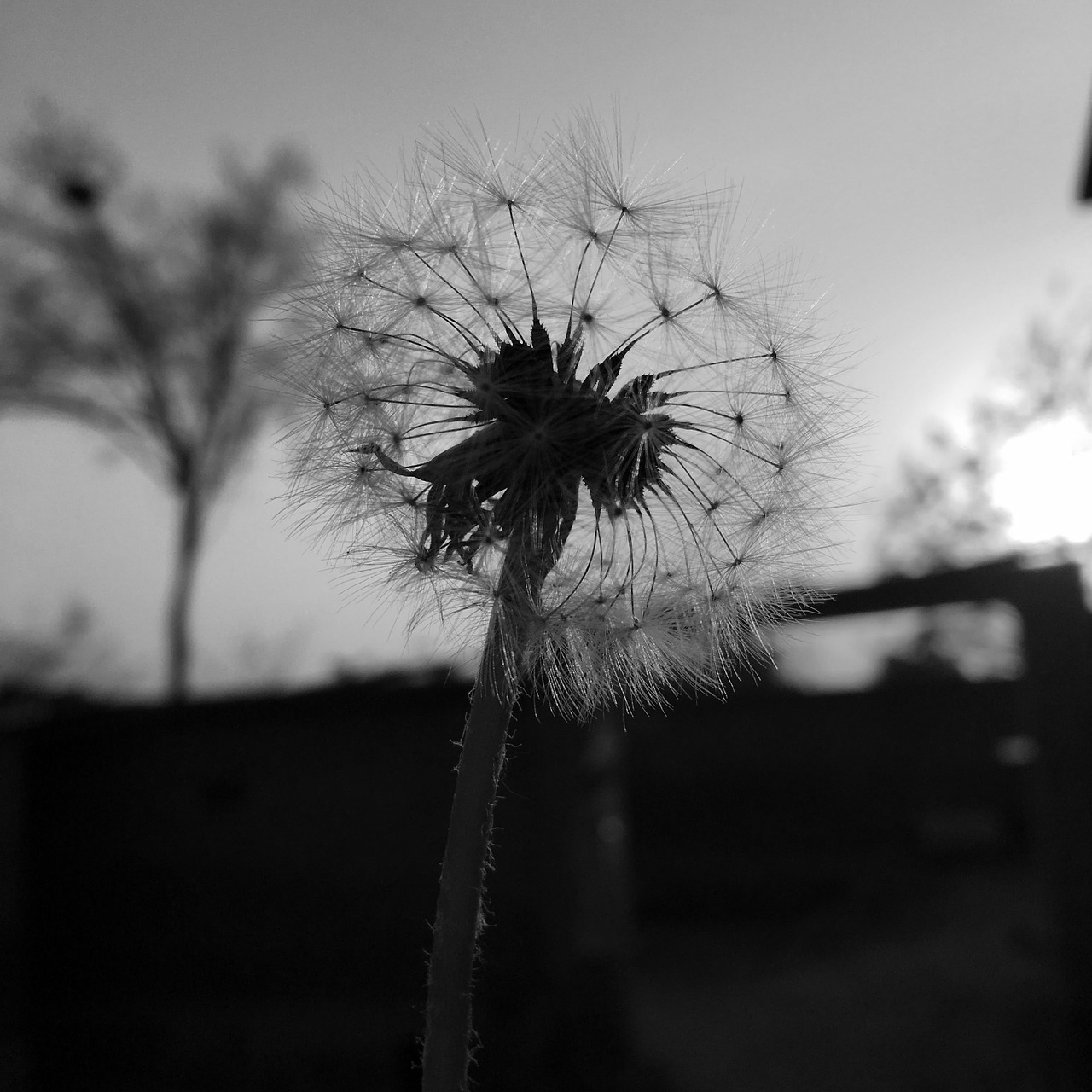 dandelion sunset silhouette free photo