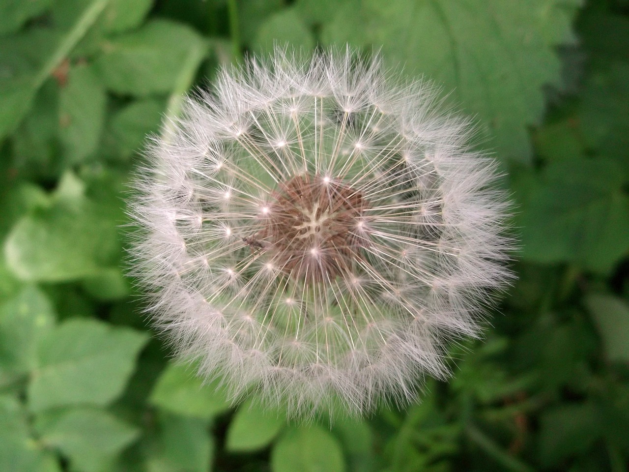 dandelion flying seeds wild plant free photo