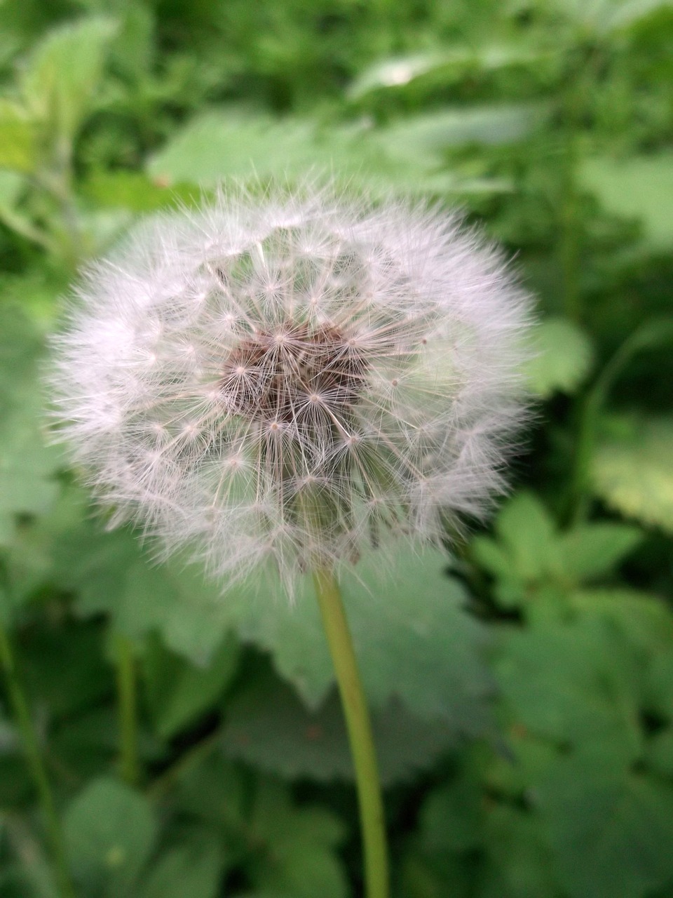 dandelion flying seeds wild plant free photo