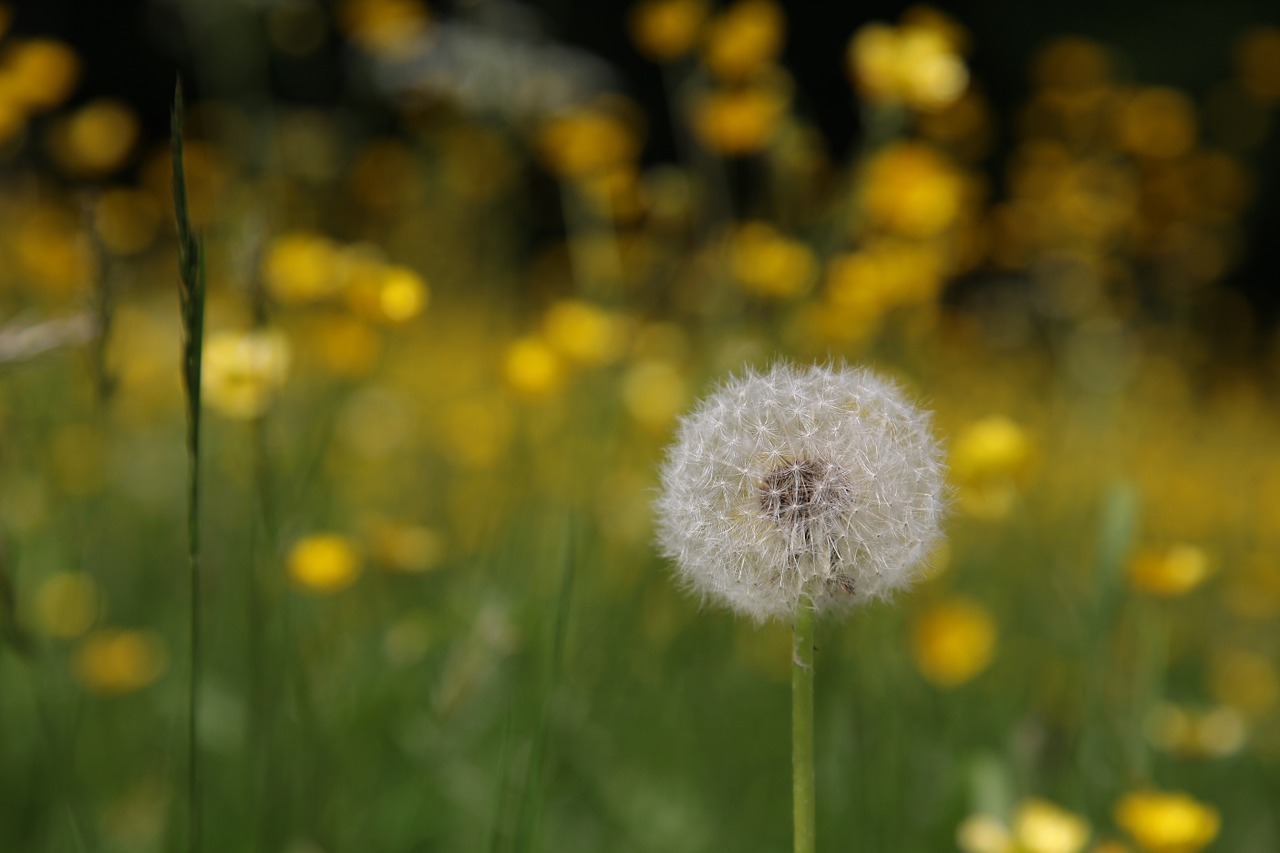 dandelion spring meadow free photo