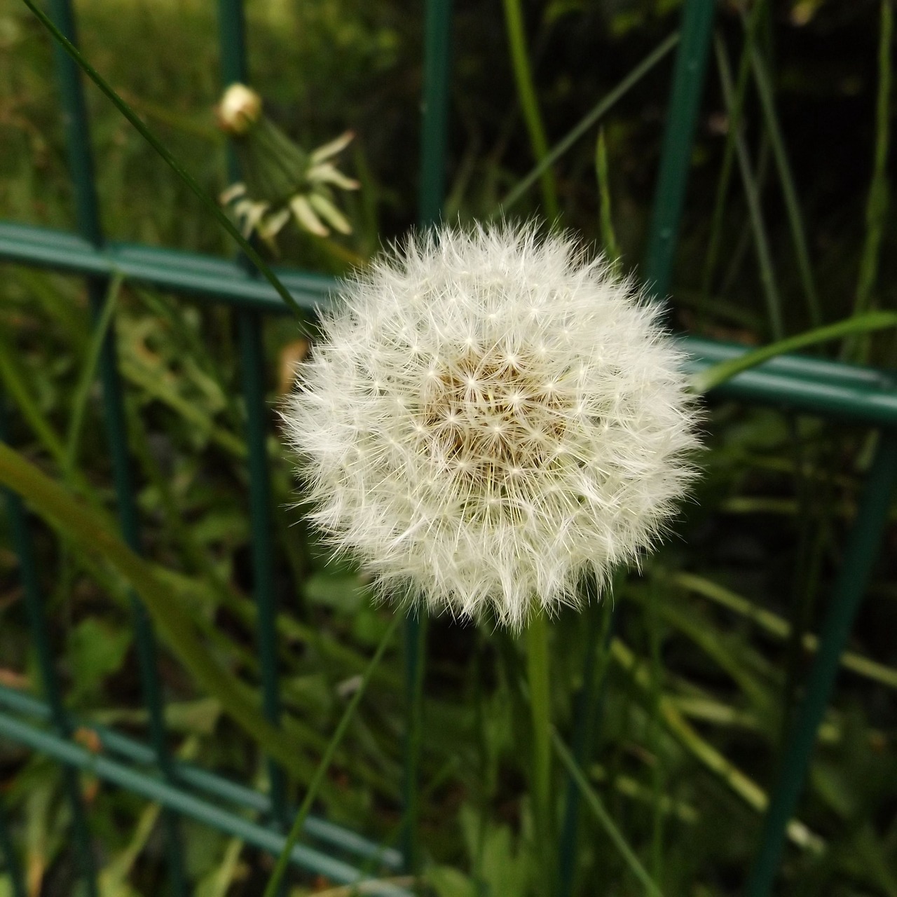 dandelion flower plant free photo