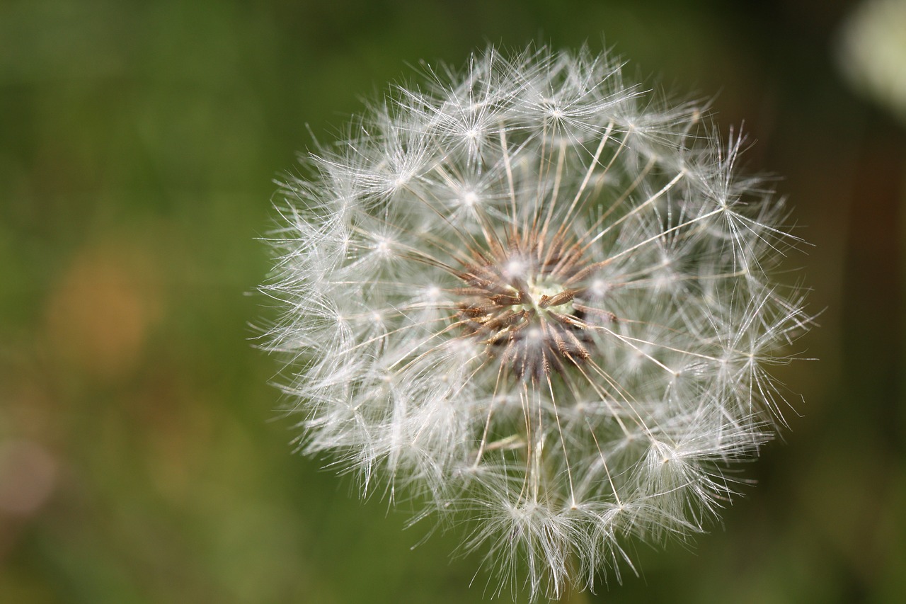 dandelion dandelion flower seeds free photo