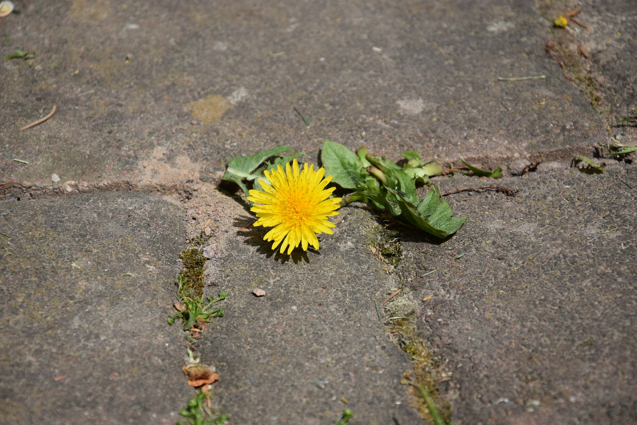 dandelion flower nature free photo