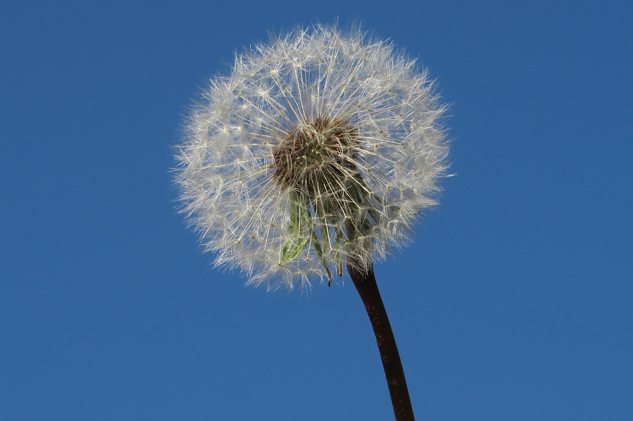 dandelion flower egret dandelion free photo