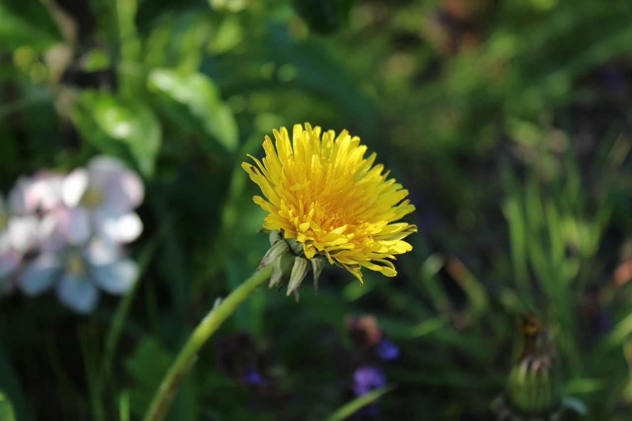 dandelion blossom bloom free photo