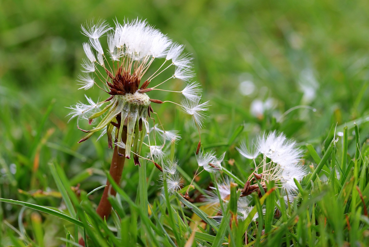 dandelion flying seeds seeds free photo