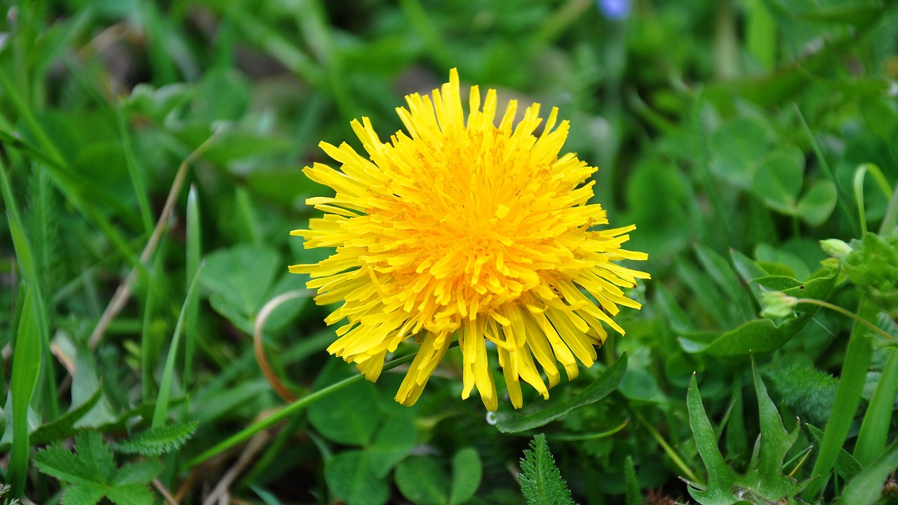 dandelion yellow flower spring free photo