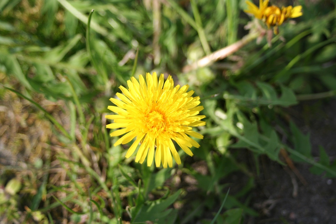 dandelion yellow flower meadow free photo