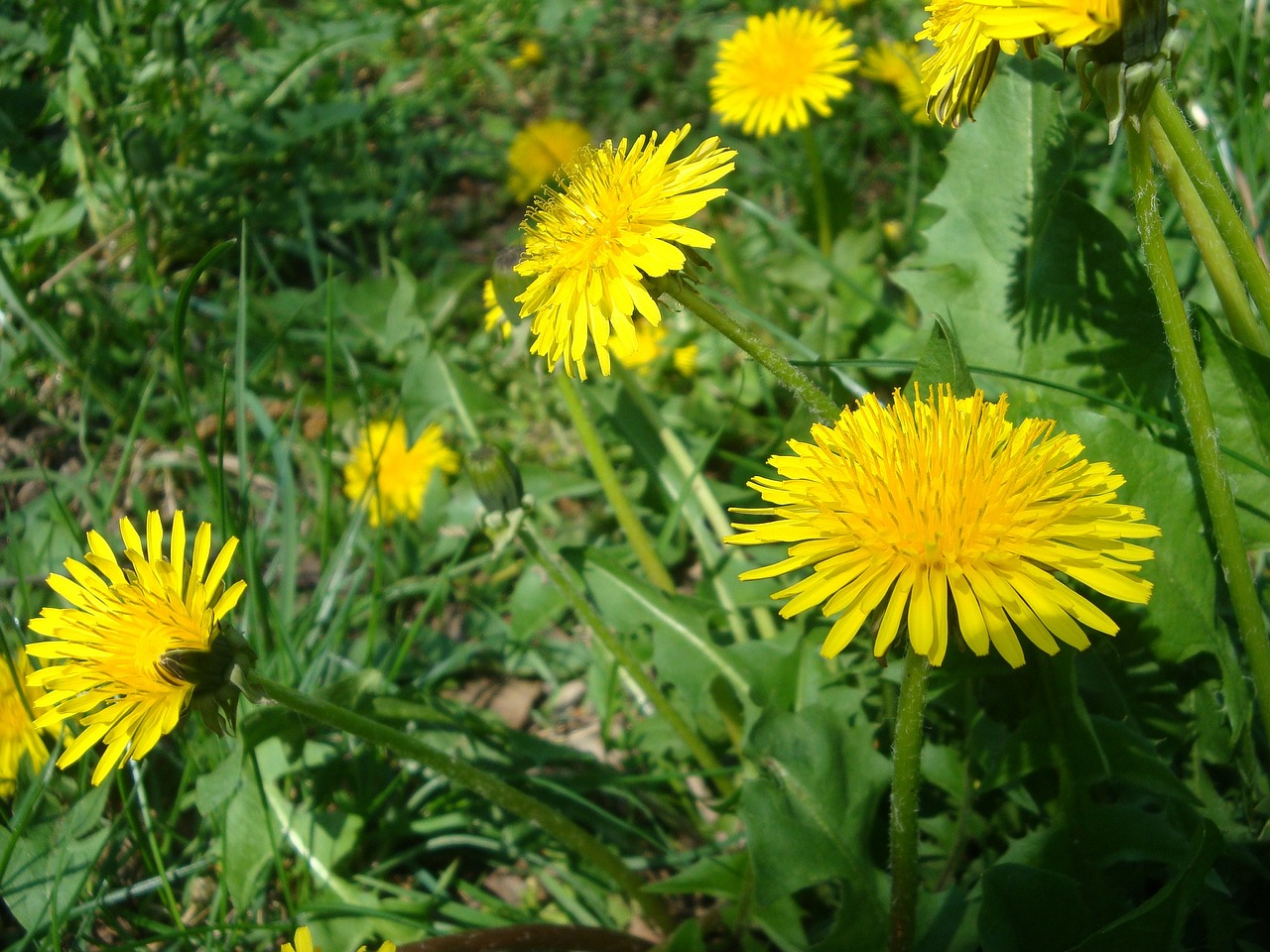 dandelion yellow blossom free photo