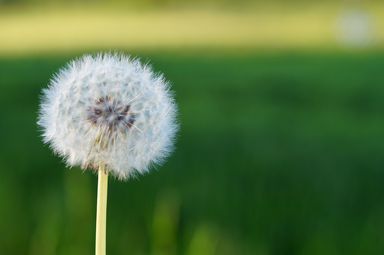 dandelion flower nature free photo