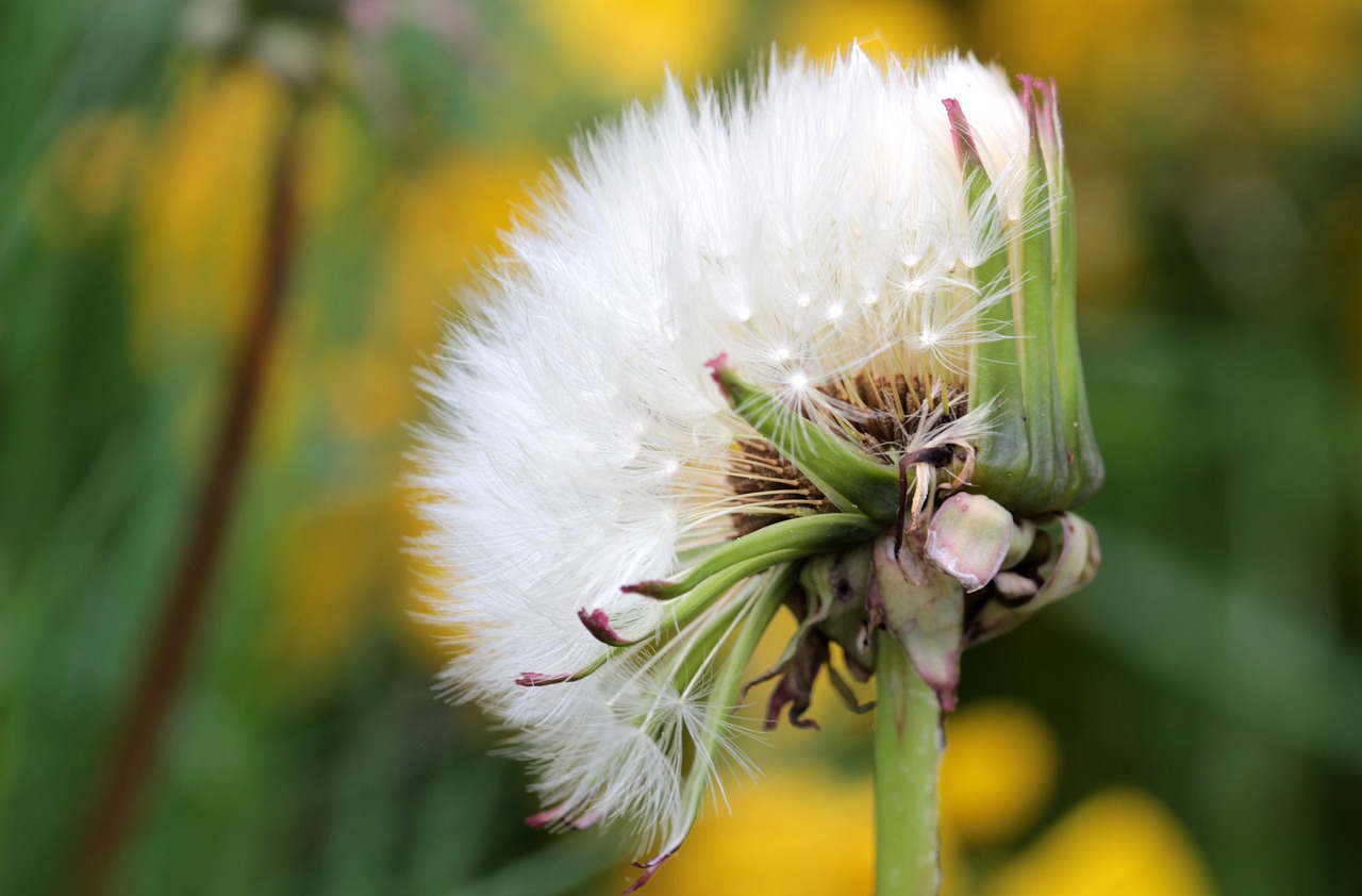 dandelion flying seeds seeds free photo