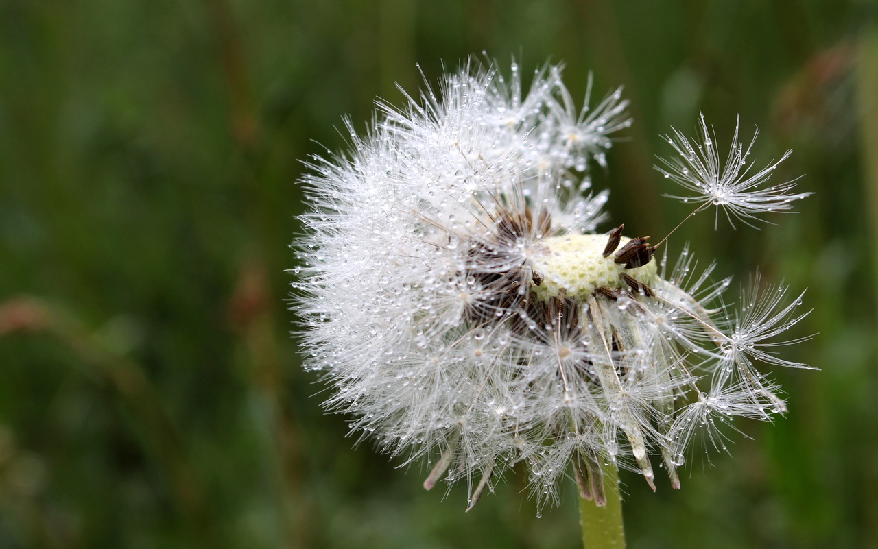 dandelion flying seeds seeds free photo