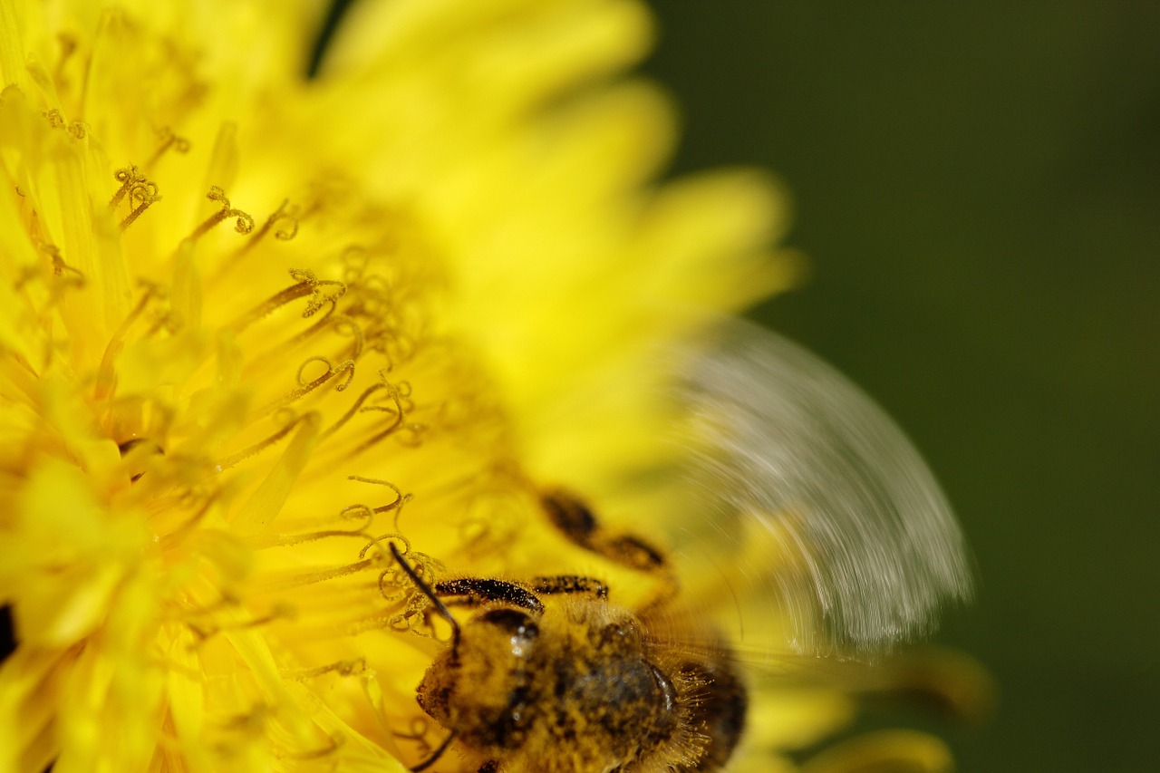 dandelion bee pollen free photo