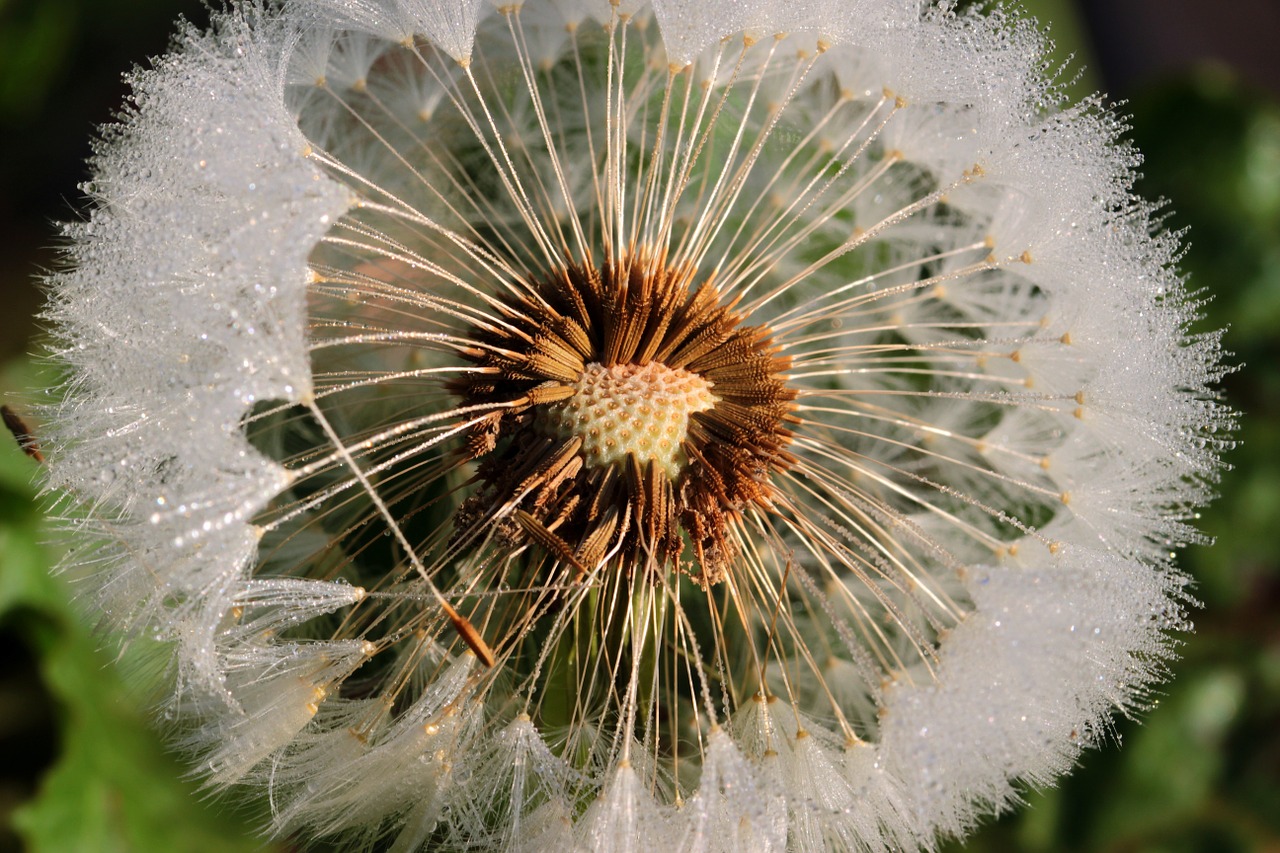 dandelion flying seeds seeds free photo