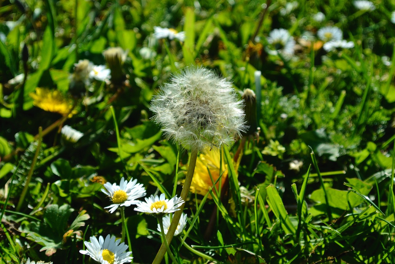 dandelion flower nature free photo