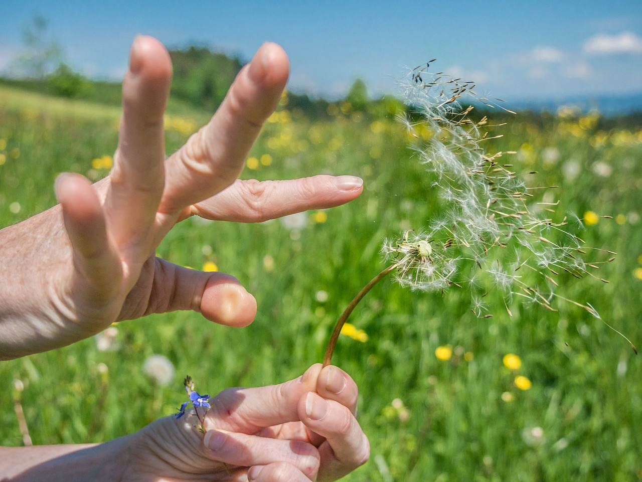 dandelion hand flower free photo