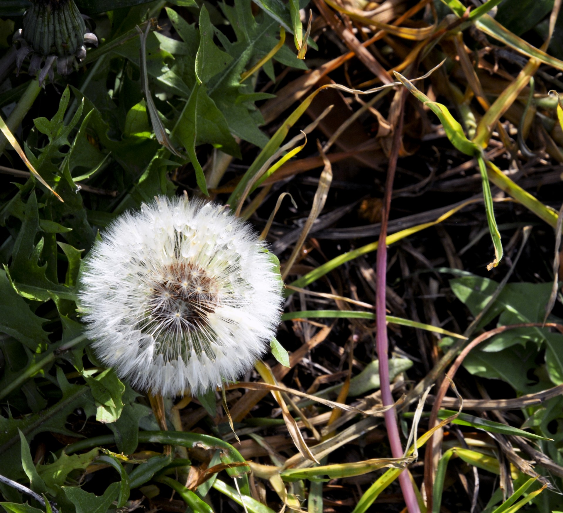 dandelion plant white free photo