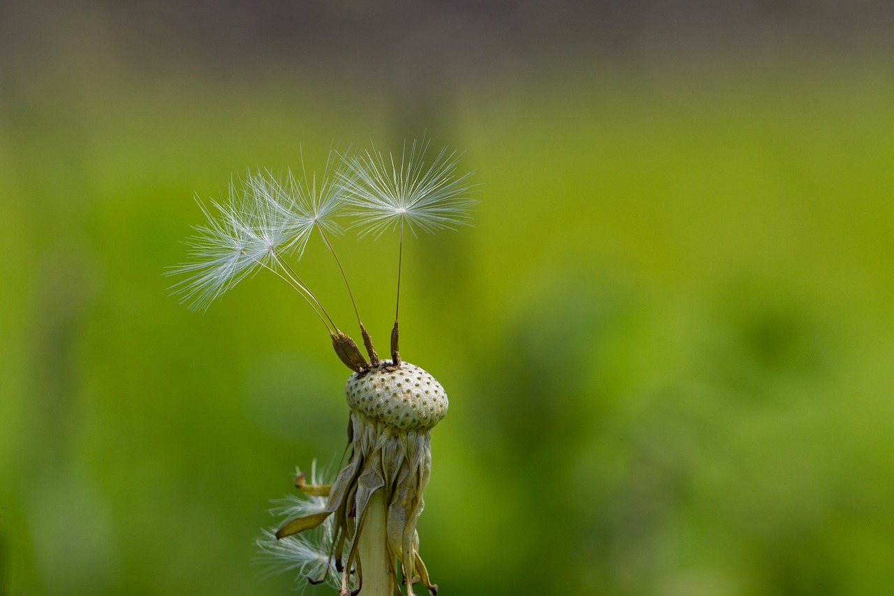 dandelion spring close free photo