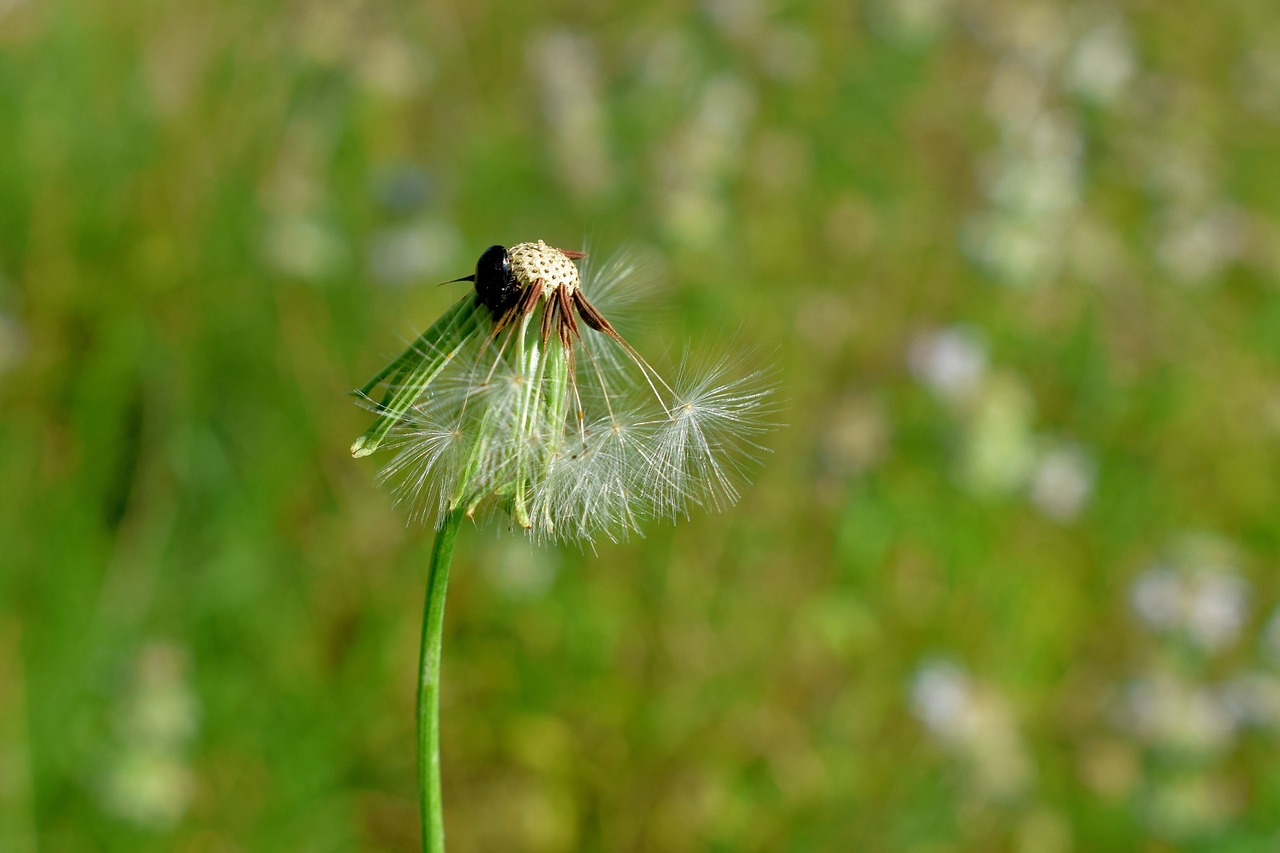dandelion spores seeds free photo