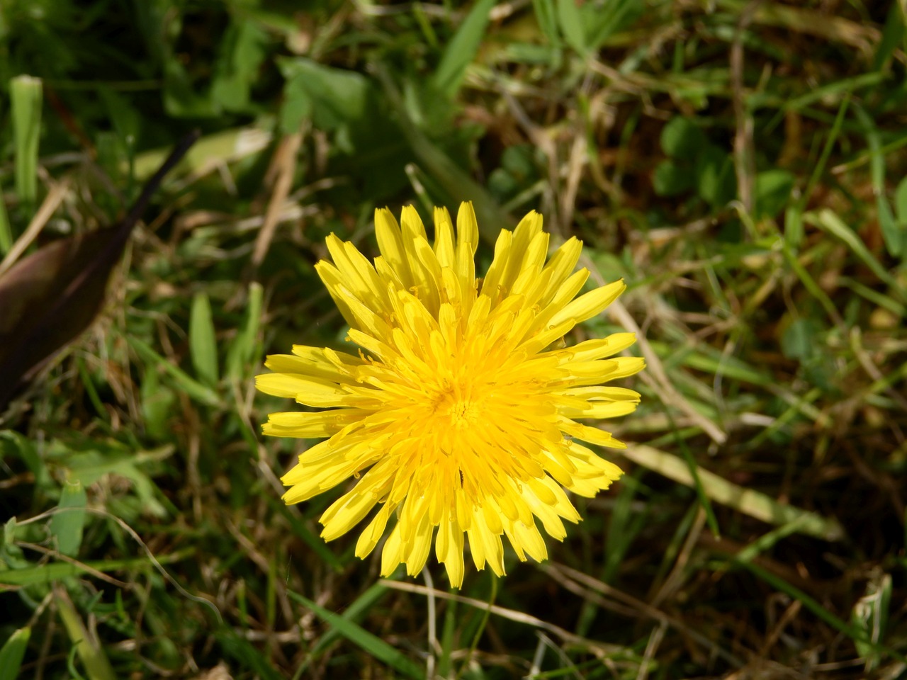 dandelion flower blossom free photo