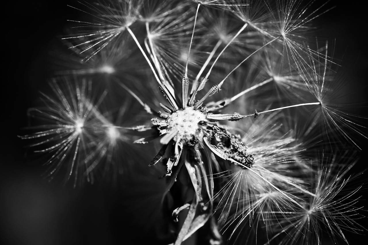 dandelion flower spring free photo